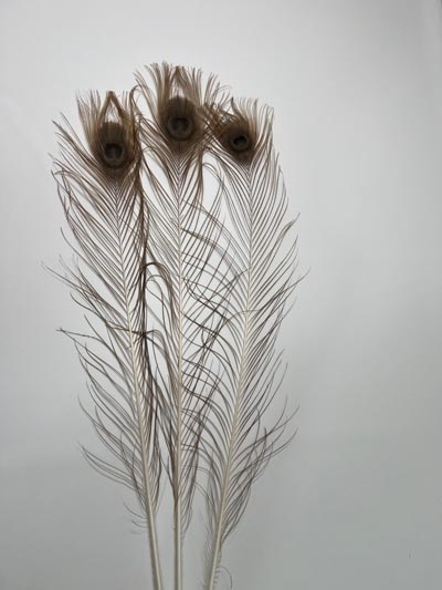 Pávatoll bronz szinű 80cm hosszú